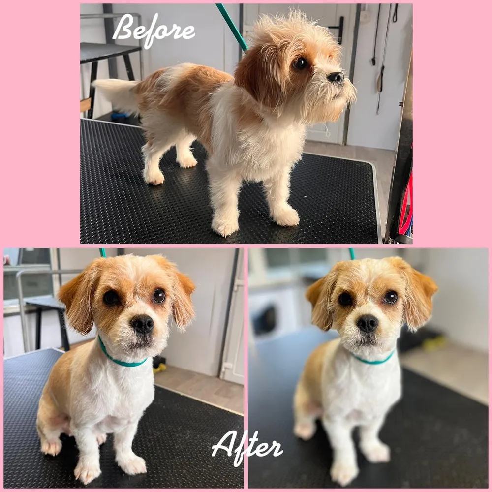 Before and after grooming collage of a small terrier mix
