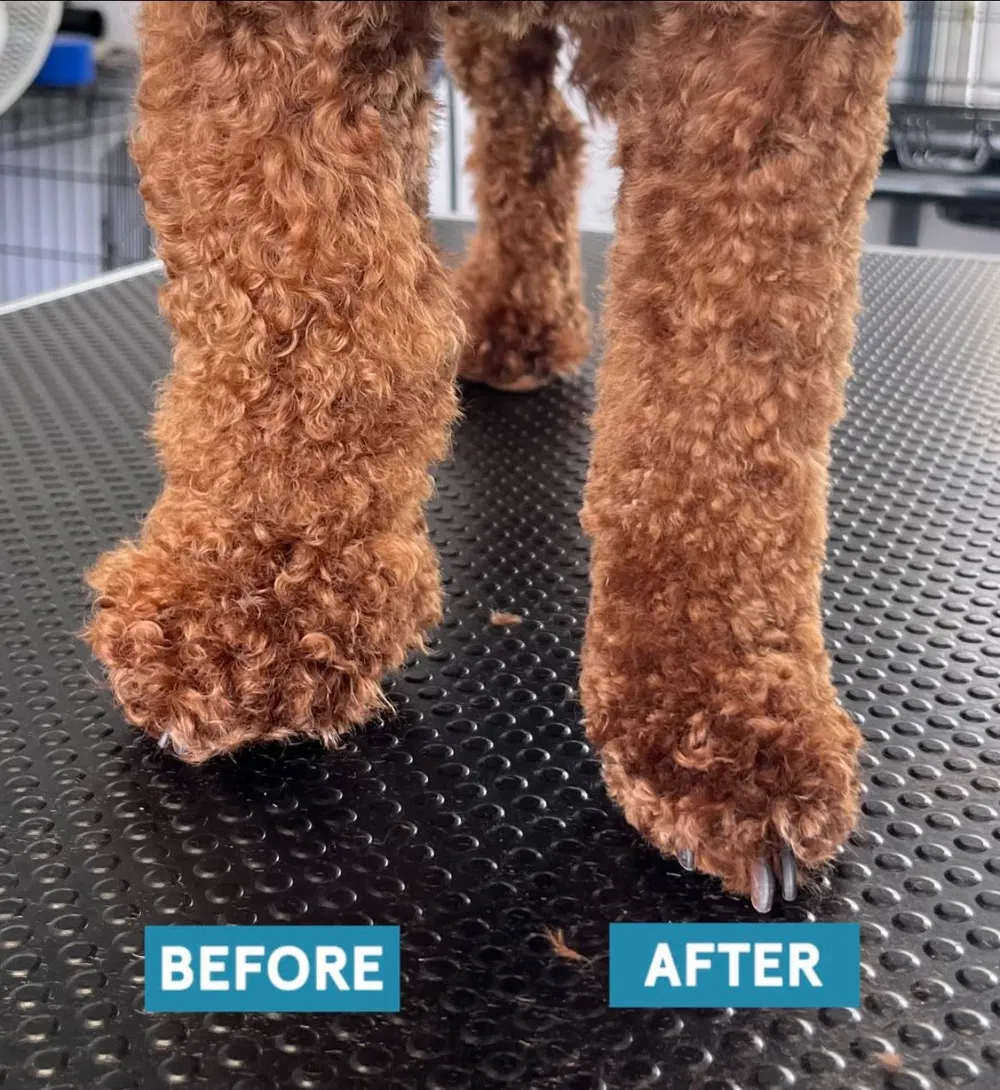 Dog's front paws before and after a tidy
