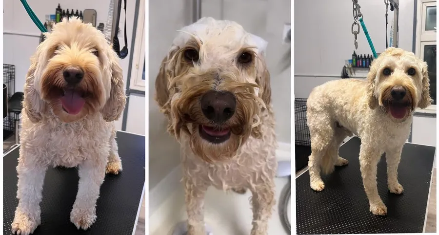 Doodle mid-bath, soaked and patient