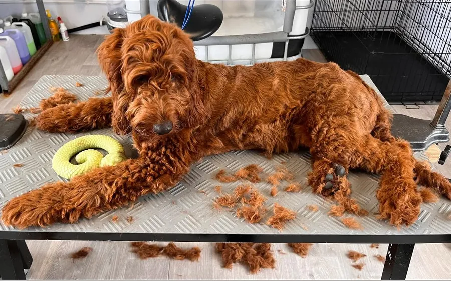 Doodle lying beside the pile of undercoat removed during a de-shed